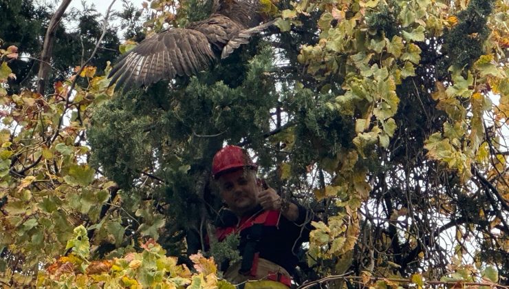 AĞAÇTA MAHSUR KALAN ŞAHİNİ İTFAİYE KURTARDI   