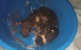 DONDURUCU SOĞUKTA ÖLÜMÜ BEKLEYEN YAVRU KÖPEKLERİ İTFAİYE KURTARDI   