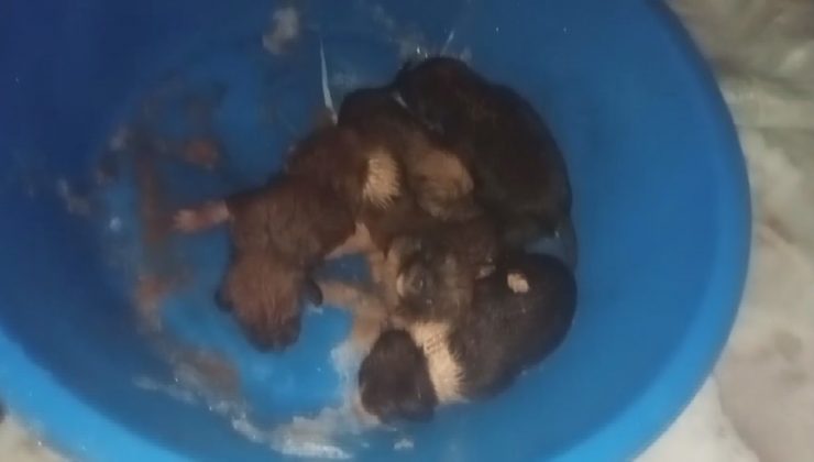 DONDURUCU SOĞUKTA ÖLÜMÜ BEKLEYEN YAVRU KÖPEKLERİ İTFAİYE KURTARDI   