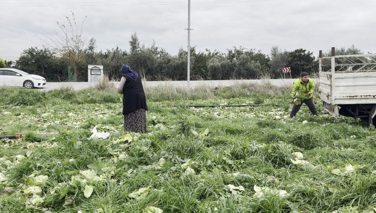 MARUL TOPLAMA MALİYETİNİ KARŞILAMAYINCA BEDAVA DAĞITTI   