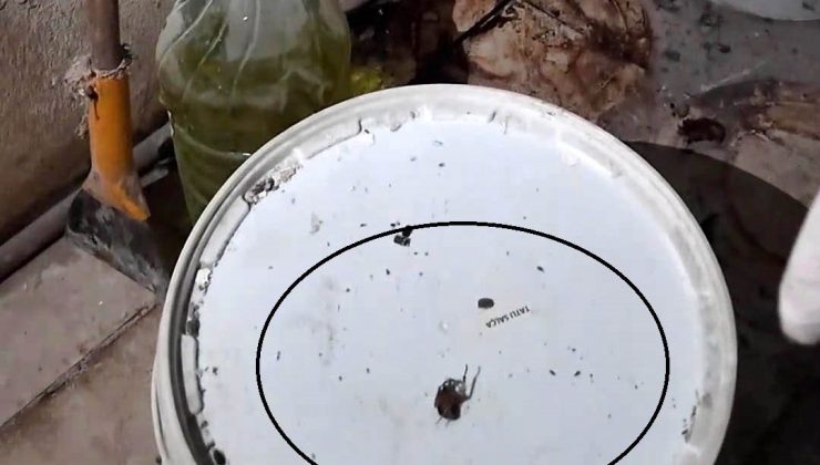 FIRINDA ORTAYA ÇIKAN GÖRÜNTÜLERE TEPKİ GÖSTEREN ZABITA MÜDÜRÜ: “FAREYİ GEÇTİM, YILAN ÇIKACAK DİYE KORKUYORUM”   