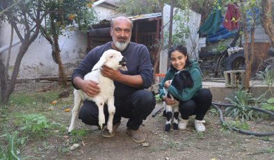 ANNESİ TELEF OLAN KUZUYA ŞEFKATLE YAKLAŞAN AİLE, KARABAŞ’I BİBERONLA BESLİYOR 