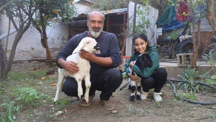 ANNESİ TELEF OLAN KUZUYA ŞEFKATLE YAKLAŞAN AİLE, KARABAŞ’I BİBERONLA BESLİYOR 