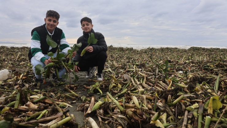 ASİ NEHRİNİ İSTİLA EDEN SU SÜMBÜLLERİ KUVVETLİ YAĞIŞLA BİRLİKTE AKDENİZ KIYISINI YEŞİLE BÜRÜDÜ  