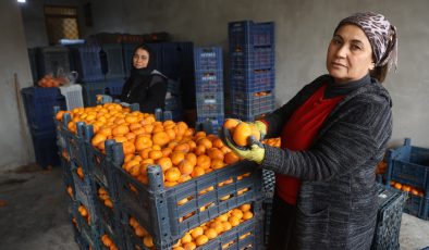 ÇİFTÇİNİN DALINDAN BEDAVAYA VERMEYE RAZI OLDUĞU MANDALİNA BAHÇELERİNDE TOPRAK TURUNCUYA DÖNDÜ 