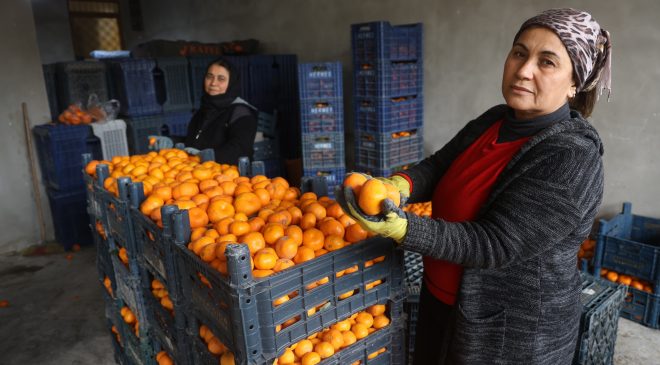 ÇİFTÇİNİN DALINDAN BEDAVAYA VERMEYE RAZI OLDUĞU MANDALİNA BAHÇELERİNDE TOPRAK TURUNCUYA DÖNDÜ 