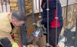 DEMİR KORKULUKLARA SIKIŞAN KÖPEĞİ İTFAİYE KURTARDI   