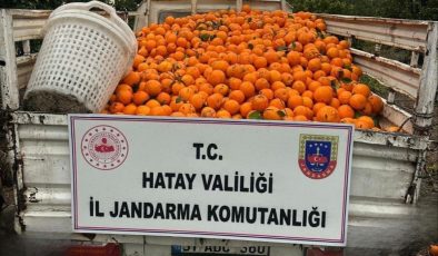 PORTAKAL ÇALARKEN SUÇÜSTÜ YAKALANAN 5 ŞAHIS YAKALANDI  