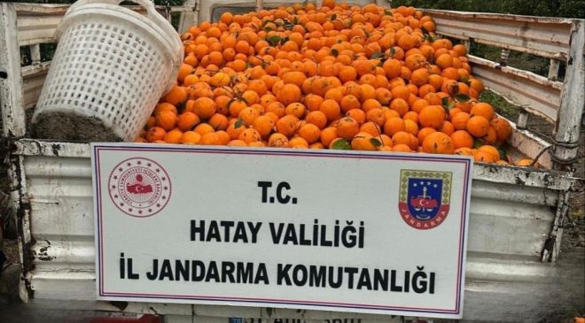 PORTAKAL ÇALARKEN SUÇÜSTÜ YAKALANAN 5 ŞAHIS YAKALANDI  