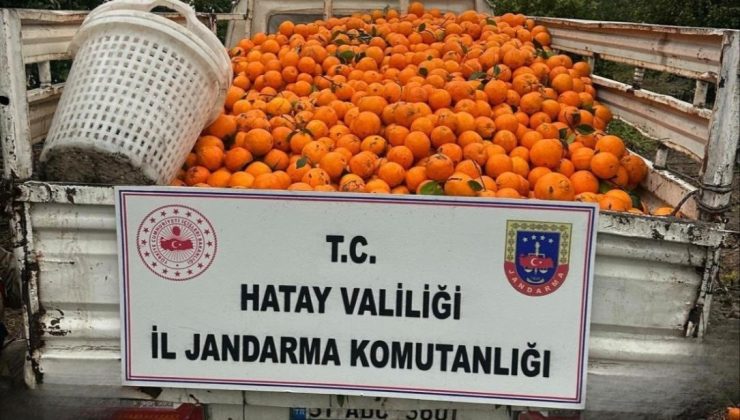 PORTAKAL ÇALARKEN SUÇÜSTÜ YAKALANAN 5 ŞAHIS YAKALANDI  