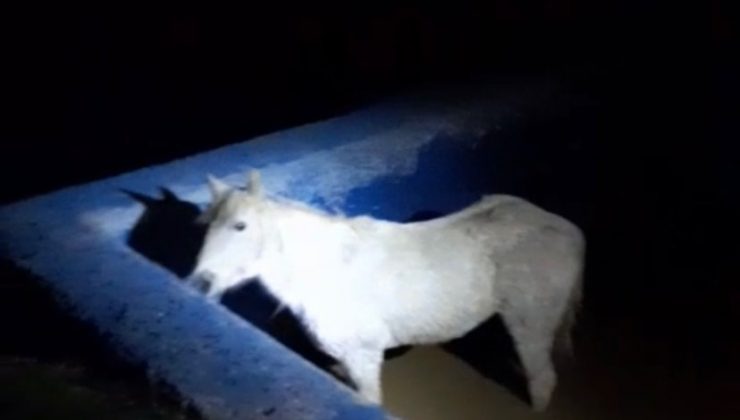 HAVUZA DÜŞEREK MAHSUR KALAN ATI İTFAİYECİLER KURTARDI   