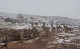 ‘GAZELLA GAZELLA’ DAĞ CEYLANLARININ KAR KEYFİ 
