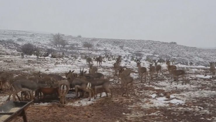 ‘GAZELLA GAZELLA’ DAĞ CEYLANLARININ KAR KEYFİ 