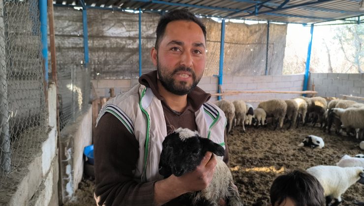 ÇİFT BAŞI VE 4 GÖZÜ İLE DOĞAN KUZU YAŞAMA TUTUNDU