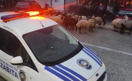 DEFNE’DE ZABITADAN ÖRNEK DAVRANIŞ