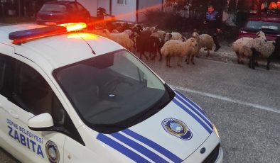 DEFNE’DE ZABITADAN ÖRNEK DAVRANIŞ