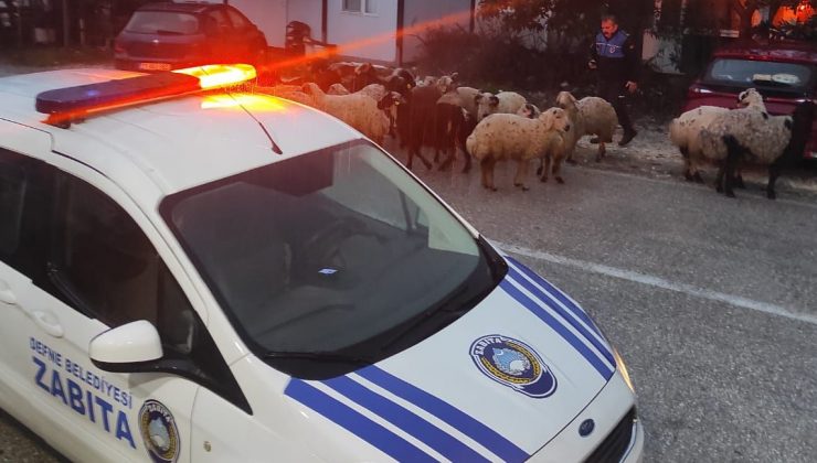 DEFNE’DE ZABITADAN ÖRNEK DAVRANIŞ